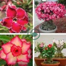 Mixed 'the star' Adenium Desert Rose 4 Seeds