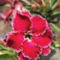 Mixed 'the star' Adenium Desert Rose 4 Seeds
