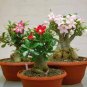 Mixed 'the star' Adenium Desert Rose 4 Seeds
