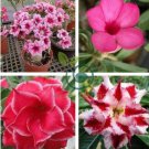 Mixed Pink & Crimson Red Adenium Desert Rose 4 Seeds