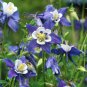 Mixed Aquilegia Double Bonsai 200 Seeds