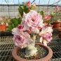 Heirloom 'Somalense' Adenium White Pink Desert Rose 4 Seeds