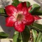 'Harry Potter' Adenium Obesum Heirloom Desert Rose 4 Seeds