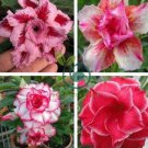 New Release 'Diamond' Light Pink Double Flowers Red Stripe Adenium Obesum 4 Seeds