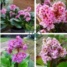 Bergenia Heartleaf Pigsqueak Bergenia Cordifolia 100 Seeds