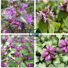 Spotted Deadnettle Lamium Maculatum Purple Lavender 200 Seeds