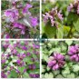 Spotted Deadnettle Lamium Maculatum Purple Lavender 200 Seeds