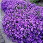 Light Purple Creeping ThymeCress Rock Perennial  200  Seeds