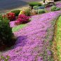 Light Purple Creeping ThymeCress Rock Perennial  200  Seeds