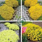 Yellow Creeping Thyme Seeds Cress Rock Perennial  200 Seeds