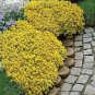Yellow Creeping Thyme Seeds Cress Rock Perennial  200 Seeds