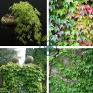 Boston Ivy Bonsai Ivy 200 Seeds