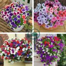 Hanging Petunia Flores Melissa Original Flower Plants 200 Seeds