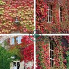 Mixed Colors Boston Ivy Seeds Creepers 200 Seeds