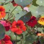 Creeping Tropaeolum majus Nasturtium Flower 100 Seeds