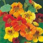 Creeping Tropaeolum majus Nasturtium Flower 100 Seeds