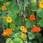 Creeping Tropaeolum majus Nasturtium Flower 100 Seeds