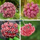 Hoya Carnosa Flower Flores Garden Plants 200 Seeds