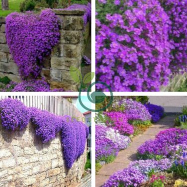 Purple Ground Cover Rock Cress 400 Seeds