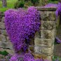 Purple Ground Cover Rock Cress 400 Seeds