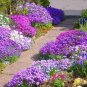 Purple Ground Cover Rock Cress 400 Seeds