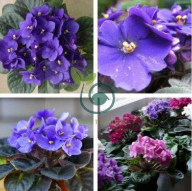 Mini Violet Bonsai Rainbow Flower Plants 100 Seeds