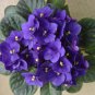 Mini Violet Bonsai Rainbow Flower Plants 100 Seeds