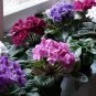 Mini Violet Bonsai Rainbow Flower Plants 100 Seeds