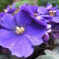 Mini Violet Bonsai Rainbow Flower Plants 100 Seeds