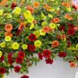 Mini Calibrchoa Million Bells Annual Flower Bonsai 200 Seeds