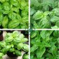 Italian Large Leaf Basil 40 Seeds
