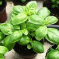 Italian Large Leaf Basil 40 Seeds