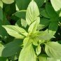 Heirloom Lemon Basil (Ocimum Basilicum citriodorum) 40 Seeds