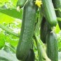 Dark Green Little Cucumber Hybrid F1 100 Seeds
