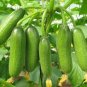 Dark Green Little Cucumber Hybrid F1 100 Seeds