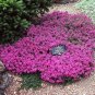 Rock Cress Creeping Thyme Bonsai Multi-Color 400 Seeds