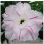 Bright White Adenium with light pink stripe Desert Rose Flower 4 Seeds