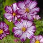 Cosmos Bipinnatus Fizzy Rose Picotee Flower 100 Seeds