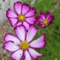 Cosmos Bipinnatus Fizzy Rose Picotee Flower 100 Seeds
