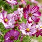 Cosmos Bipinnatus Fizzy Rose Picotee Flower 100 Seeds