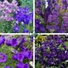 Canterbury Bells Mixed Perennial Flower 100 Seeds
