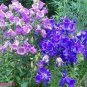 Canterbury Bells Mixed Perennial Flower 100 Seeds