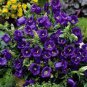 Canterbury Bells Mixed Perennial Flower 100 Seeds