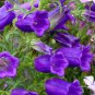 Canterbury Bells Mixed Perennial Flower 100 Seeds