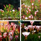 Exotic Rainbow Oxalis Wood Sorrel Flower 200 Seeds