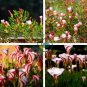 Exotic Rainbow Oxalis Wood Sorrel Flower 200 Seeds
