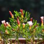 Exotic Rainbow Oxalis Wood Sorrel Flower 200 Seeds