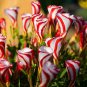 Exotic Rainbow Oxalis Wood Sorrel Flower 200 Seeds