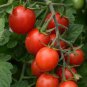 Red Sun Sugar Tasty Cherry Tomato 80 Seeds