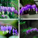 Dicentra Spectabilis Bonsai Bleeding Heart 200 Seeds